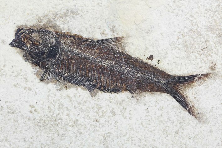 Fossil Fish (Knightia) - inch Layer, Green River Formation #96914